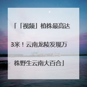 「视频」植株最高达3米！云南龙陵发现万株野生云南大百合