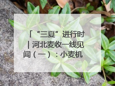 “三夏”进行时｜河北麦收一线见闻（一）：小麦机收减损“竞技” 农机高手麦田“过招”