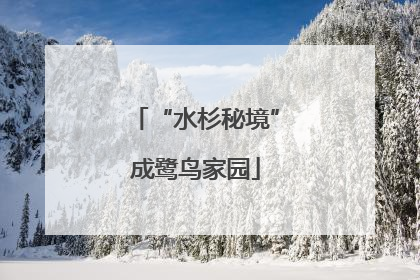 “水杉秘境”成鹭鸟家园