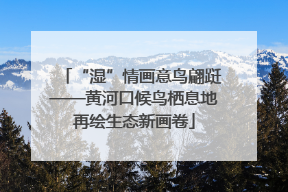 “湿”情画意鸟翩跹——黄河口候鸟栖息地再绘生态新画卷