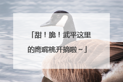 甜！脆！武平这里的鹰嘴桃开摘啦～