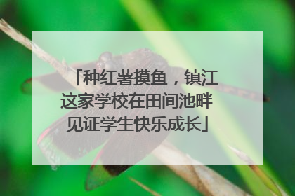 种红薯摸鱼，镇江这家学校在田间池畔见证学生快乐成长