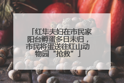 红隼夫妇在市民家阳台孵蛋多日未归，市民将蛋送往红山动物园“抢救”