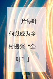 一片绿叶何以成为乡村振兴“金叶”