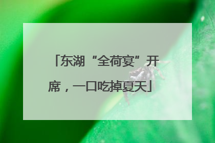 东湖“全荷宴”开席，一口吃掉夏天