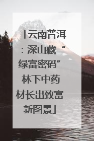 云南普洱：深山藏“绿富密码” 林下中药材长出致富新图景