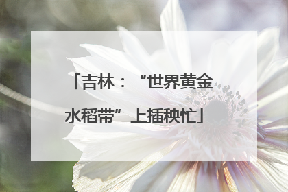 吉林：“世界黄金水稻带”上插秧忙