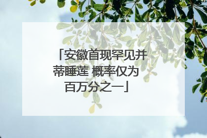 安徽首现罕见并蒂睡莲 概率仅为百万分之一