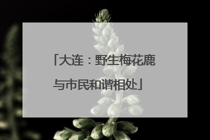 大连：野生梅花鹿与市民和谐相处