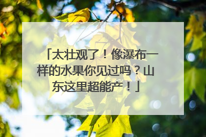 太壮观了！像瀑布一样的水果你见过吗？山东这里超能产！