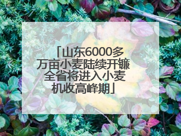 山东6000多万亩小麦陆续开镰 全省将进入小麦机收高峰期