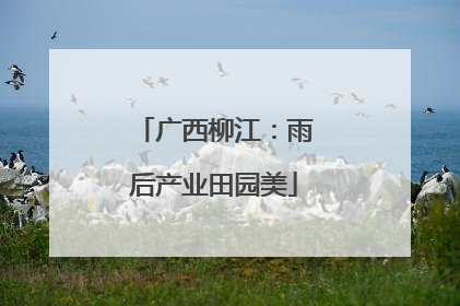广西柳江：雨后产业田园美