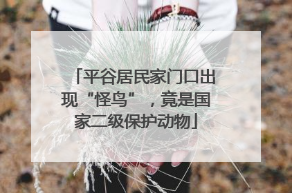 平谷居民家门口出现“怪鸟”，竟是国家二级保护动物