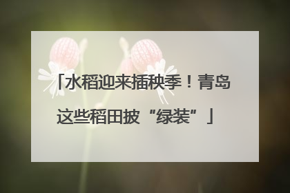 水稻迎来插秧季！青岛这些稻田披“绿装”