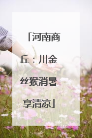 河南商丘：川金丝猴消暑享清凉