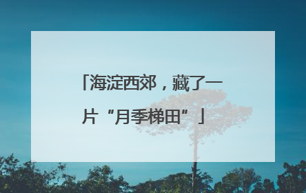 海淀西郊，藏了一片“月季梯田”