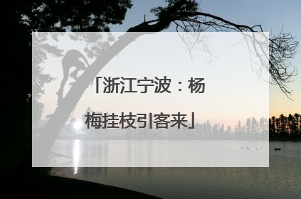 浙江宁波：杨梅挂枝引客来