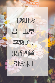湖北孝昌：玉皇李熟了，果香四溢引客来