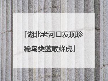 湖北老河口发现珍稀鸟类蓝喉蜂虎