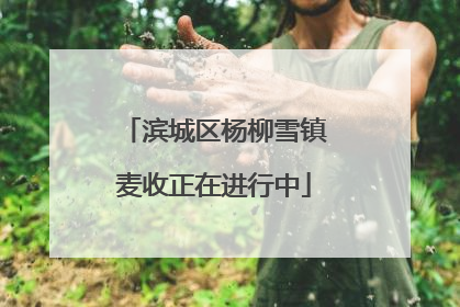 滨城区杨柳雪镇麦收正在进行中