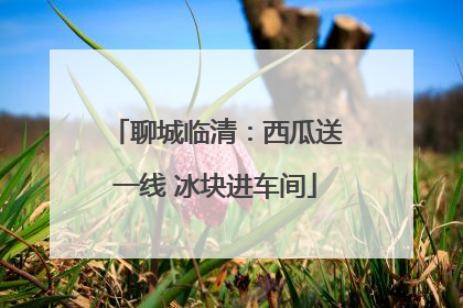 聊城临清：西瓜送一线 冰块进车间