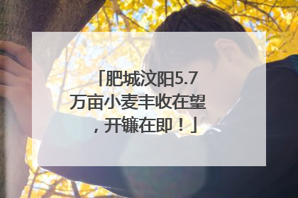 肥城汶阳5.7万亩小麦丰收在望，开镰在即！