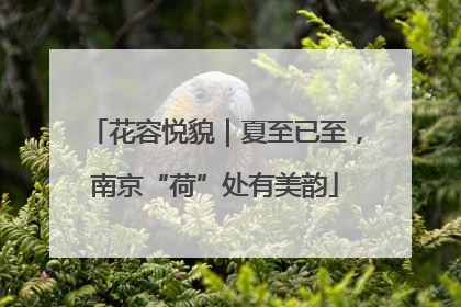 花容悦貌｜夏至已至，南京“荷”处有美韵