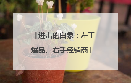 进击的白象：左手爆品、右手经销商