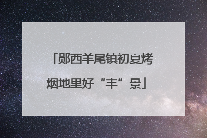 郧西羊尾镇初夏烤烟地里好“丰”景