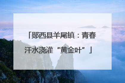 郧西县羊尾镇：青春汗水浇灌“黄金叶”
