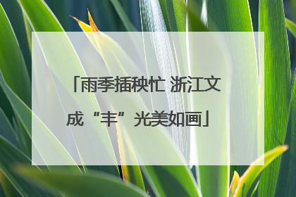 雨季插秧忙 浙江文成“丰”光美如画