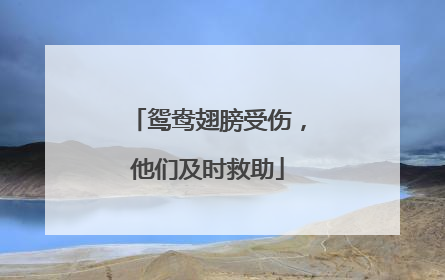 鸳鸯翅膀受伤，他们及时救助